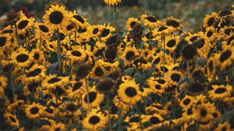 how to keep my sunflowers from falling over|How to Keep Sunflowers Alive: Tips and Tricks for a Thriving .